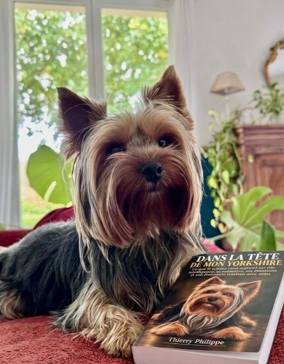 Voltaire, Yorkshire terrier, posant à côté du livre Dans la tête de mon Yorkshire