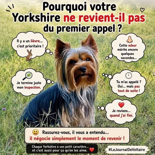 Le rappel du Yorkshire : pourquoi il ne revient pas