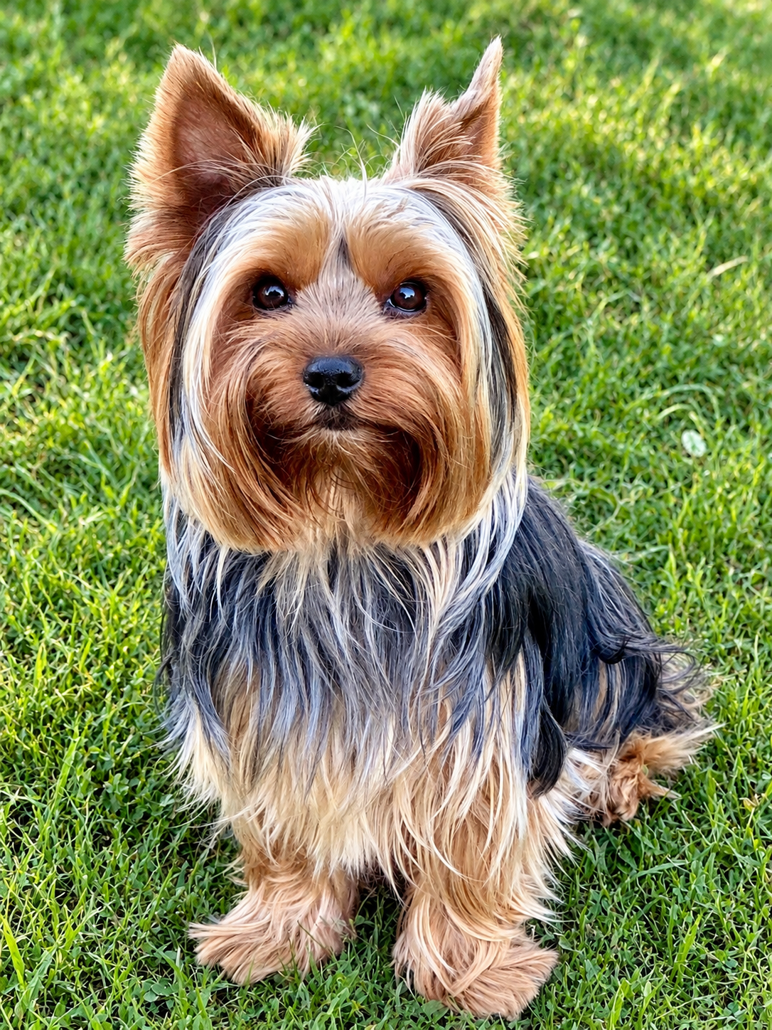 Voltaire, Yorkshire Terrier dans l'herbe